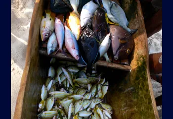 Fischernetze Fischernetze